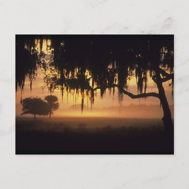 USA, Florida, Lake Kissimmee. Silhuett vid soluppg Vykort (Framsida)