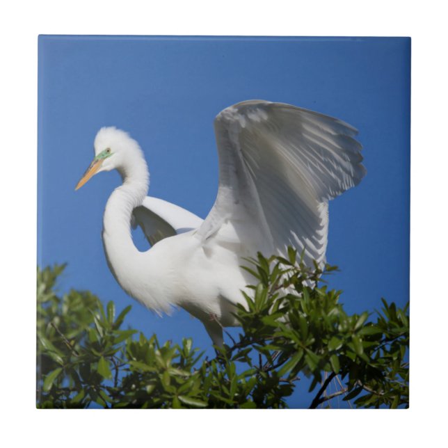 USA, Florida, Saint Augustine, Egret Kakelplatta (Framsidan)
