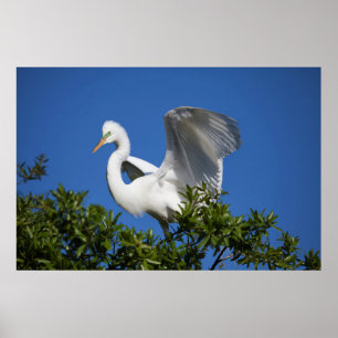 USA, Florida, Saint Augustine, Egret Poster