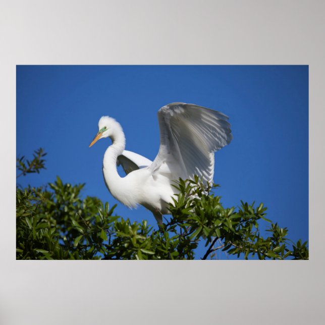 USA, Florida, Saint Augustine, Egret Poster (Framsidan)