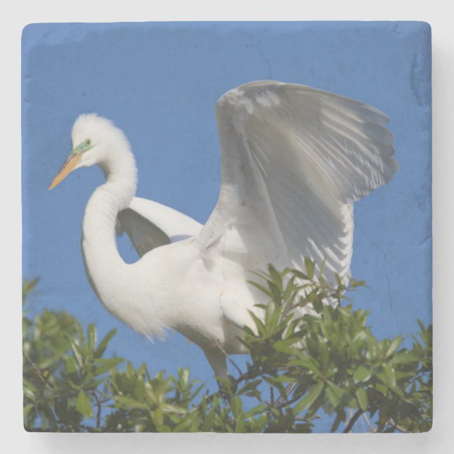 USA, Florida, Saint Augustine, Egret Stenunderlägg (Framsidan)