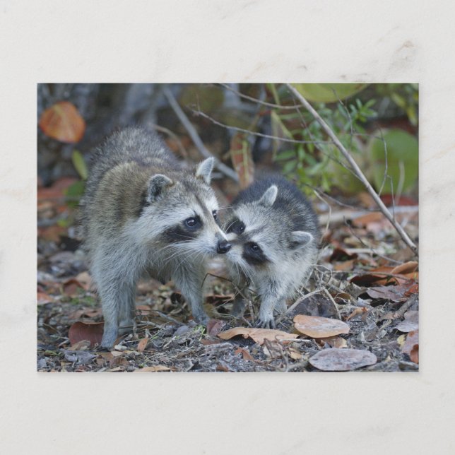 USA Florida, Sanibel, Ding älsklingmedborgare Vykort (Framsida)
