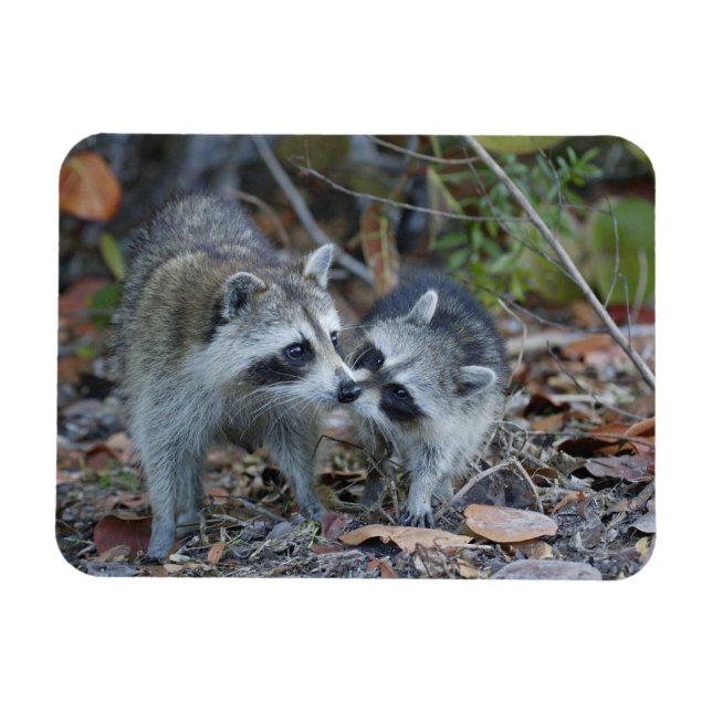 USA, Florida, Sanibel, Ding Darling National Magnet (Horisontell)