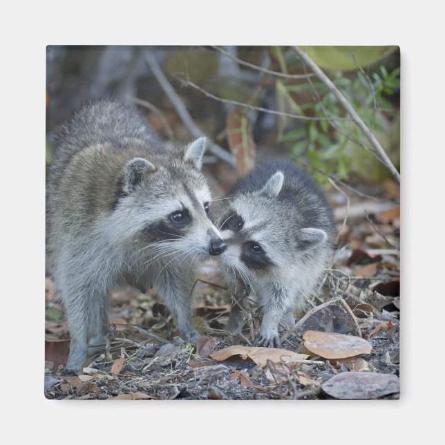 USA, Florida, Sanibel, Ding Darling National Magnet (Framsidan)