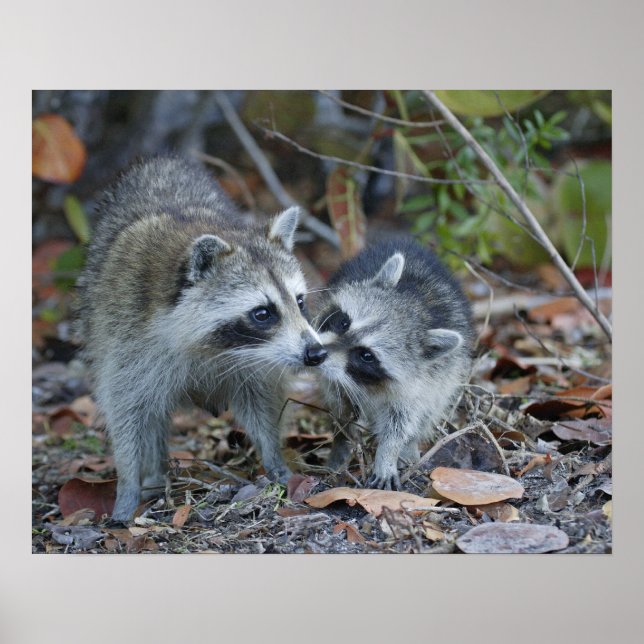 USA, Florida, Sanibel, Ding Darling National Poster (Framsidan)