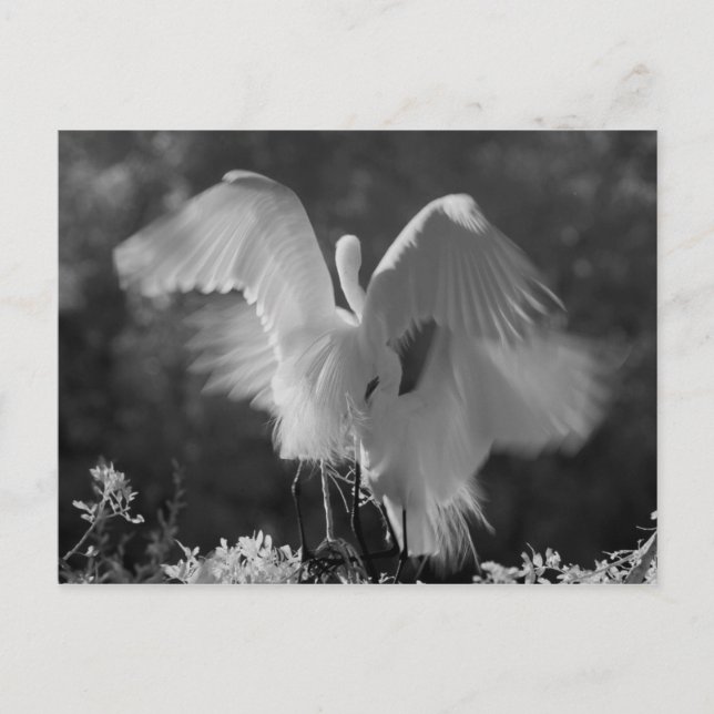 USA, Florida, Sidenhalsad häger (Ardea alba) infra Vykort (Framsida)