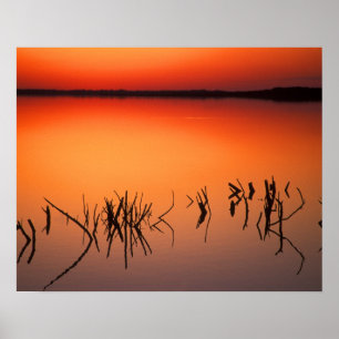 USA, Florida. Silhouettes, döda träd grenar Poster