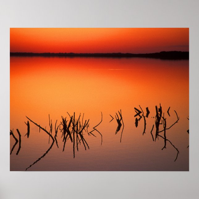 USA, Florida. Silhouettes, döda träd grenar Poster (Framsidan)