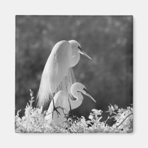 USA, Florida, Sillen (Ardea alba) infraröd Magnet