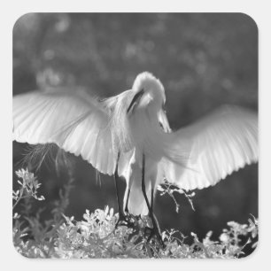 USA, Florida, Sillgarderob (Ardea alba) infraröd 2 Fyrkantigt Klistermärke