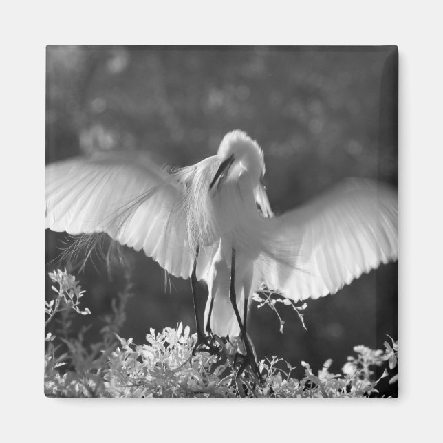 USA, Florida, Sillgarderob (Ardea alba) infraröd 2 Magnet (Framsidan)