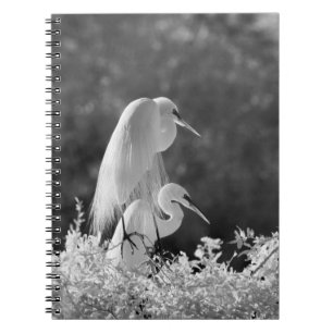 USA, Florida, Sillgarderob (Ardea alba) infraröd Anteckningsbok
