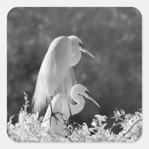 USA, Florida, Sillgarderob (Ardea alba) infraröd Fyrkantigt Klistermärke
