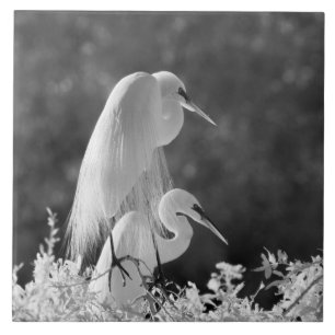 USA, Florida, Sillgarderob (Ardea alba) infraröd Kakelplatta