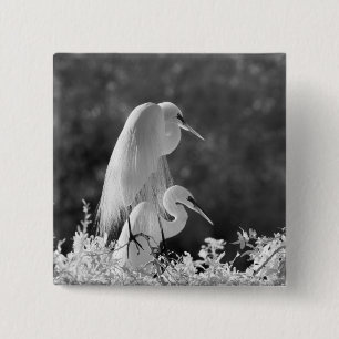 USA, Florida, Sillgarderob (Ardea alba) infraröd Knapp