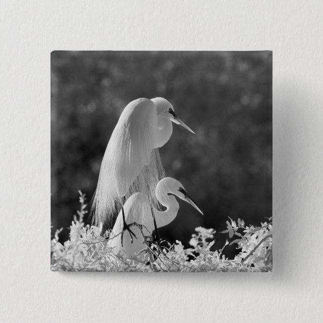 USA, Florida, Sillgarderob (Ardea alba) infraröd Knapp (Framsida)