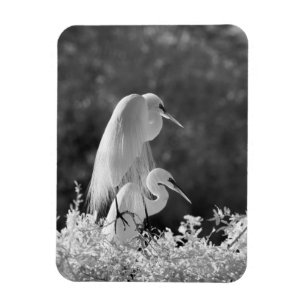 USA, Florida, Sillgarderob (Ardea alba) infraröd Magnet
