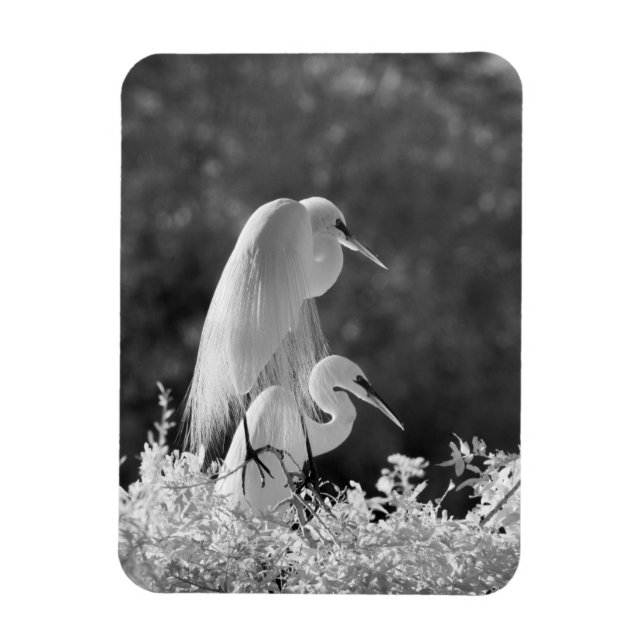USA, Florida, Sillgarderob (Ardea alba) infraröd Magnet (Vertikal)