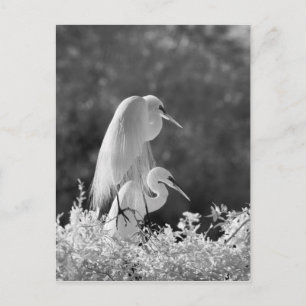 USA, Florida, Sillgarderob (Ardea alba) infraröd Vykort
