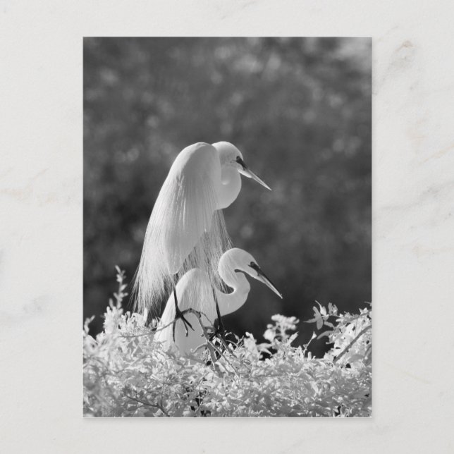 USA, Florida, Sillgarderob (Ardea alba) infraröd Vykort (Framsida)