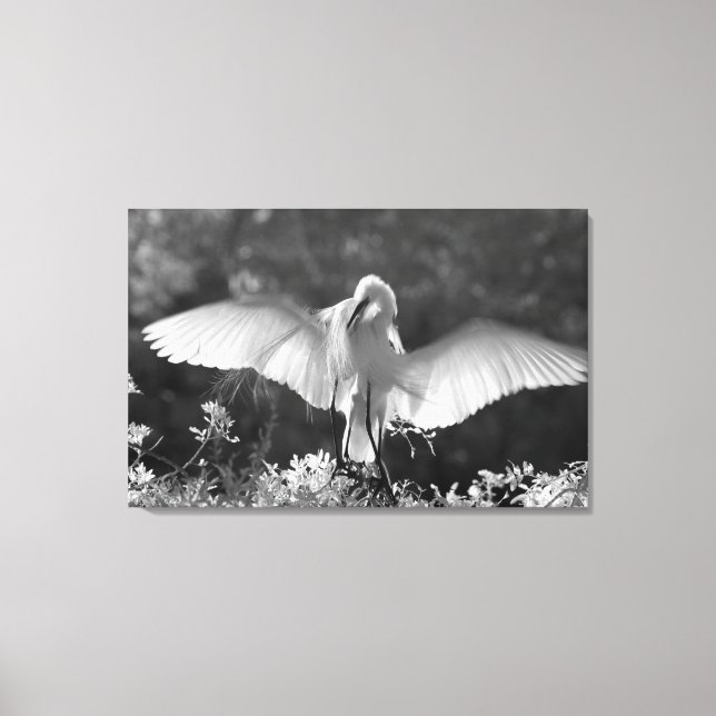 USA, Florida, Sillrejher (Ardea alba) infraröd 2 Canvastryck (Framsida)