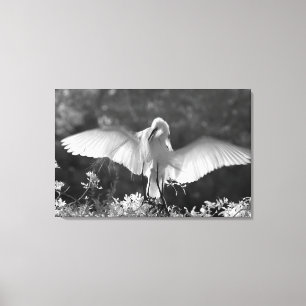 USA, Florida, Sillrejher (Ardea alba) infraröd 2 Canvastryck