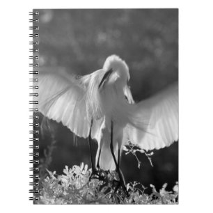 USA, Florida, Silltrut (Ardea alba) infraröd 2 Anteckningsbok Med Spiral