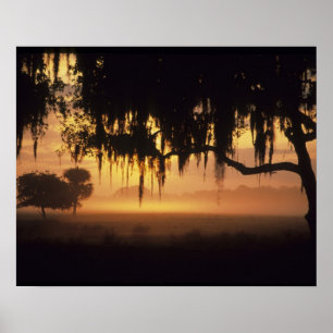 USA, Florida, Sjö Kissimmee. Soluppsilhuett Poster