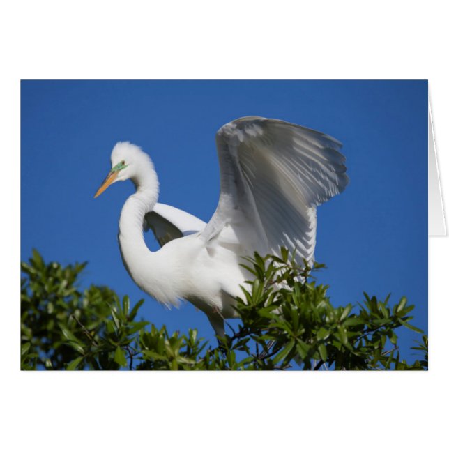 USA, Florida, St. Augustine, Ägretthäger Hälsningskort (Framsidan Horizontal)