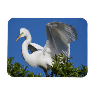 USA, Florida, St. Augustine, Ägretthäger Magnet