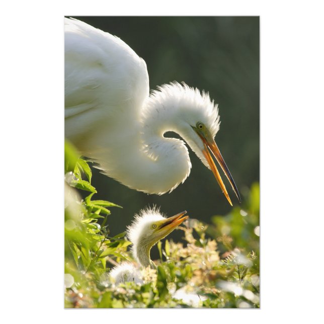 USA, Florida, St. Augustine, Alligatorfarm Fototryck (Framsidan)