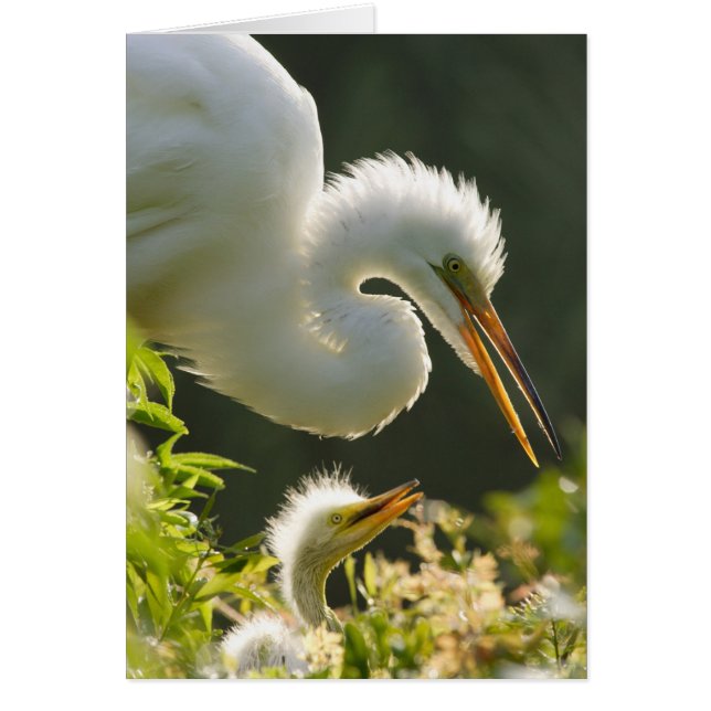USA, Florida, St. Augustine, Alligatorfarm Hälsningskort (Framsidan)