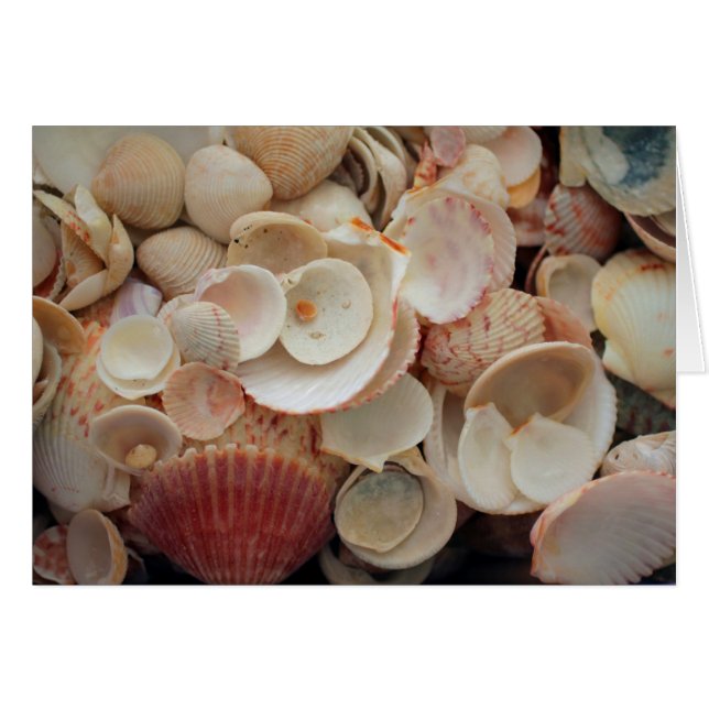 USA, Florida. Stäng Snäckorna på Santa Rosa Hälsningskort (Framsidan Horizontal)