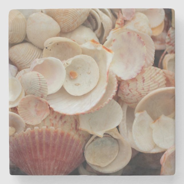 USA, Florida. Stängning av Snäckor på Santa Rosa Stenunderlägg (Framsidan)