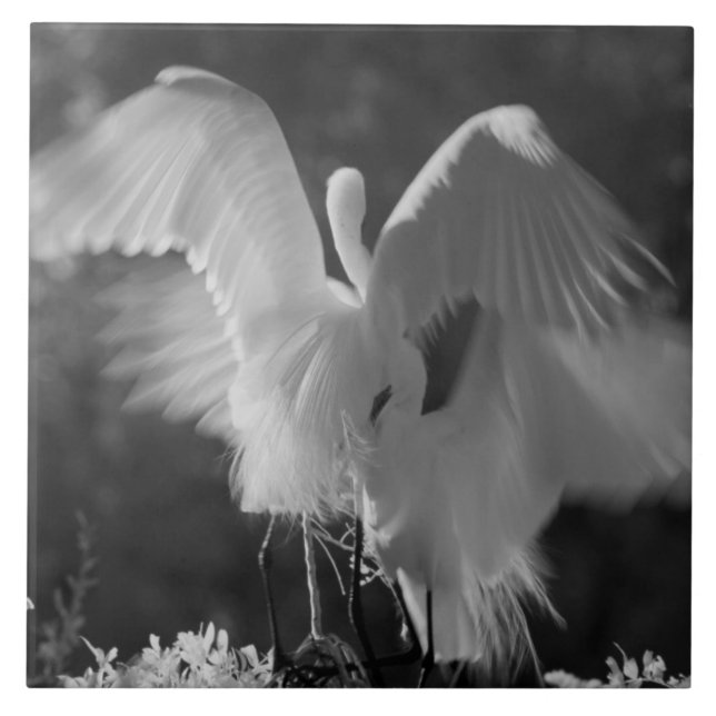 USA, Florida, Underbar Egret (Ardea alba) infraröd Kakelplatta (Framsidan)