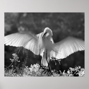 USA, Florida, Underbar Egret (Ardea alba) infraröd Poster