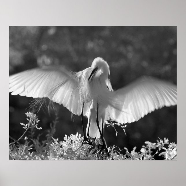 USA, Florida, Underbar Egret (Ardea alba) infraröd Poster (Framsidan)