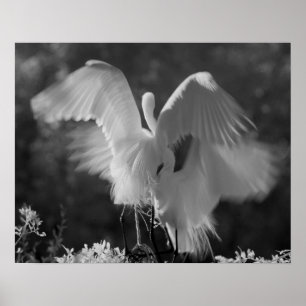 USA, Florida, Underbar Egret (Ardea alba) infraröd Poster