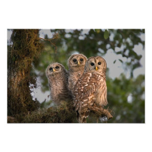 USA, Florida, Viera Wetlands. Tre trånga Fototryck