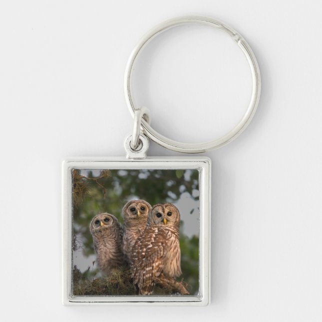 USA, Florida, Viera Wetlands. Tre trånga Fyrkantig Silverfärgad Nyckelring (Framsidan)