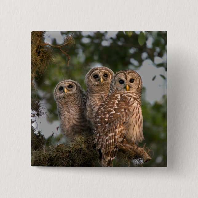 USA, Florida, Viera Wetlands. Tre trånga Knapp (Framsida)