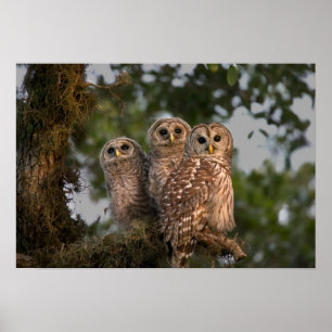 USA, Florida, Viera Wetlands. Tre trånga Poster