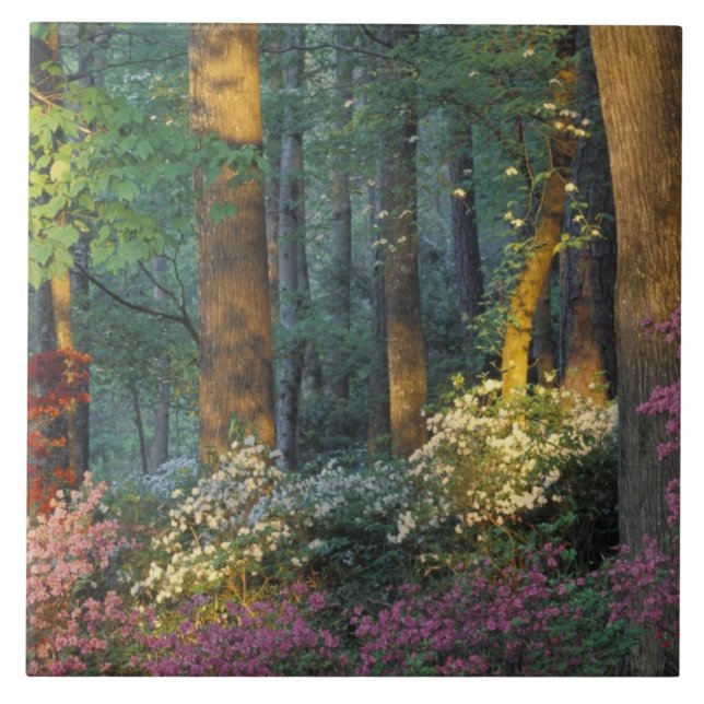 USA, Georgia, Callaway Gardens, Azaleaskog. Kakelplatta (Framsidan)