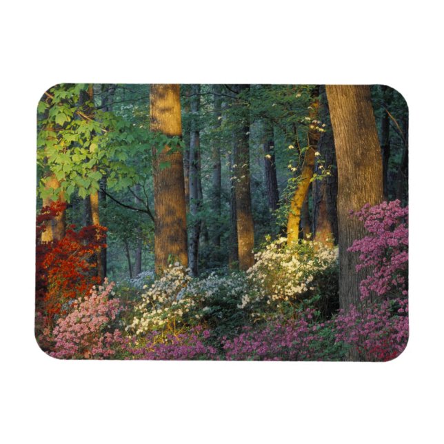 USA, Georgia, Callaway Gardens, Azaleaskog. Magnet (Horisontell)