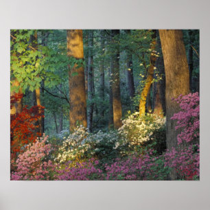 USA, Georgia, Callaway Gardens, Azaleaskog. Poster