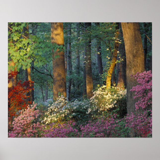 USA, Georgia, Callaway Gardens, Azaleaskog. Poster (Framsidan)