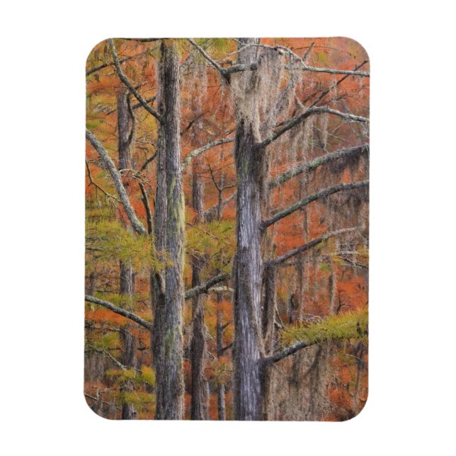 USA, Georgia, George Smith State Park, cypress Magnet (Vertikal)