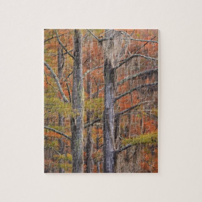 USA, Georgia, George Smith State Park, cypress Pussel (Vertikal)