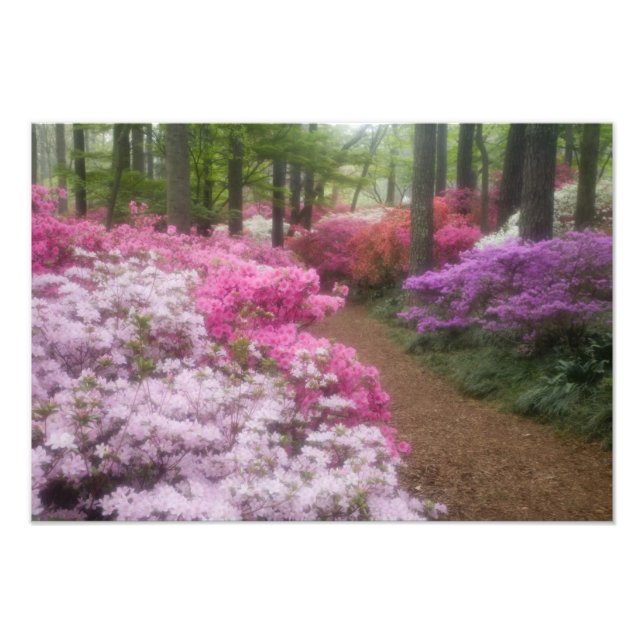 USA; Georgia; Pine Mountain. Azaleor vid 2 Fototryck (Framsidan)