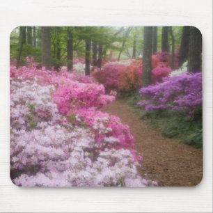 USA; Georgia; Pine Mountain. Azaleor vid 2 Musmatta